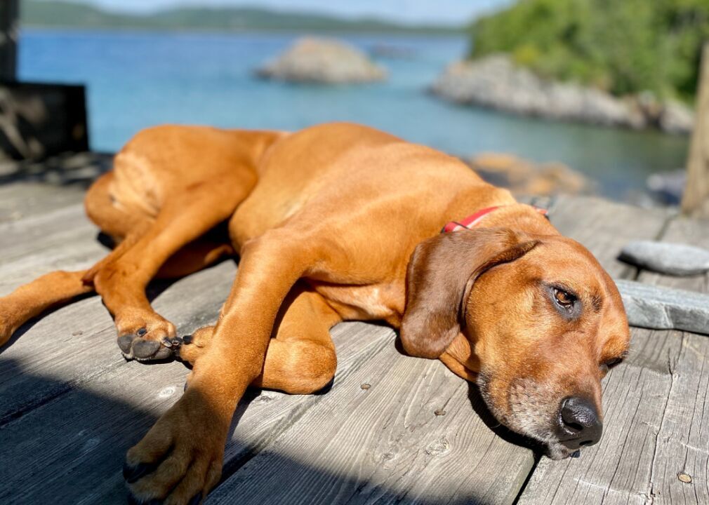 #43. Redbone coonhound
